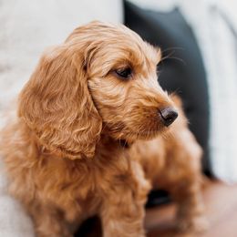 Goldendoodle Puppies from Deer Valley Doodles