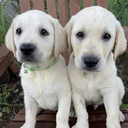 Seth - Yellow male Labrador Retriever puppy in Archer Lodge, North Carolina from Archer Lodge Labradors
