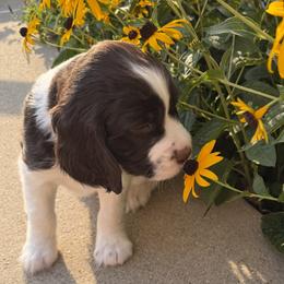 Copper - Liver and white male English Springer Spaniel puppy in Tea, South Dakota from Mindy's English Springer Spaniels