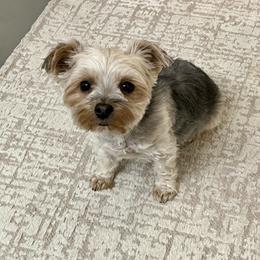 Sasha - Yorkshire Terrier