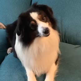 Ash - Miniature American Shepherd