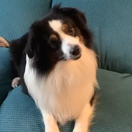 Ash - Miniature American Shepherd
