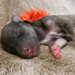 Silken Windhound Puppies from Silken Agents of CSBeck