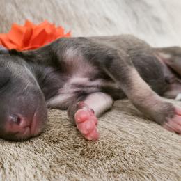 Silken Windhound Puppies from Silken Agents of CSBeck