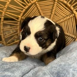 Flo - Black tri-color female Australian Shepherd puppy in Grants Pass, Oregon from Carmel Mountain Aussies