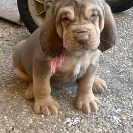Bloodhound and Mastiff Puppies from Teoc Bloodhounds and Mastiffs