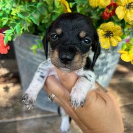 Black and cream piebald - Piebald female Dachshund puppy in Payette, Idaho from NT Mini Doxies