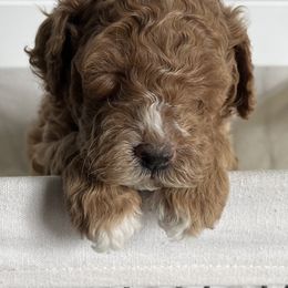 Labradoodle Puppies from Uintah Basin Doodles