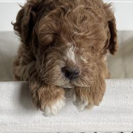 Labradoodle Puppies from Uintah Basin Doodles