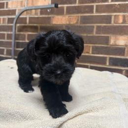 Ally - Black female Yorkipoo puppy in Henderson, North Carolina from Dorans Danes and Doodles