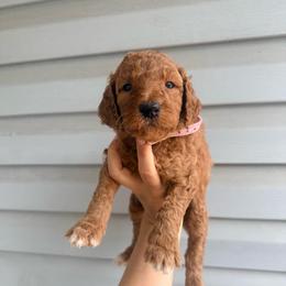 Nala - Pink Band Girl - Red  female Poodle puppy in Plainfield, New Jersey from Caris Paws Poodles and Labradoodles