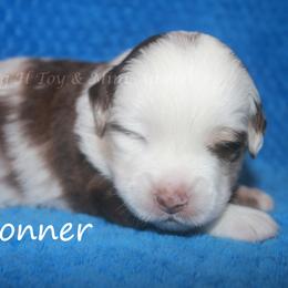 Conner - Red merle male Miniature Australian Shepherd puppy in Godley, Texas from Flying H Toy and Mini Aussies