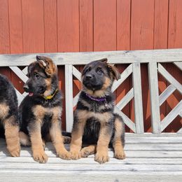 German Shepherds from Schäfer German Shepherds