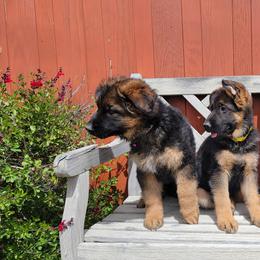 German Shepherds from Schäfer German Shepherds