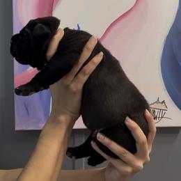 Boy 3 - Black brindle male Cane Corso puppy in Clewiston, Florida from Far From Average Kennels