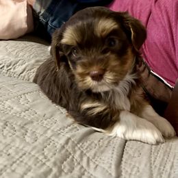 Havanese Puppies from Rose Hill Havanese