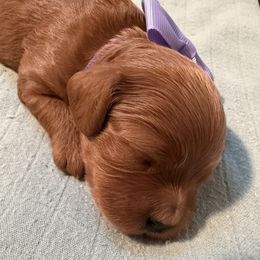 Cavapoo Puppies from Heritage Home Cavapoos