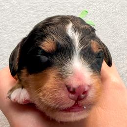 Lafayette (Green collar) - Tri-color male Bernedoodle puppy in Boiling Springs, South Carolina from OlliePups, LLC