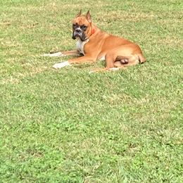 Boxer All Grown Up from Buffalo Creek Boxers