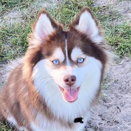 Willow - Pomsky