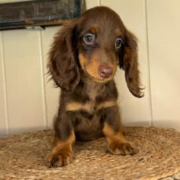 Shania - Chocolate and tan female Dachshund puppy in Ava, Missouri from Beaver Creek Kennels