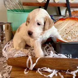 Tortilla - White female Bernedoodle puppy in Gilbert, Arizona from The Berne Barn... it’s a Doodle thing!