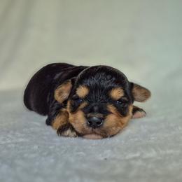 Ezekiel Isaiah - Black and tan male Yorkshire Terrier puppy in Blacksburg, South Carolina from Hess Pooches LLC
