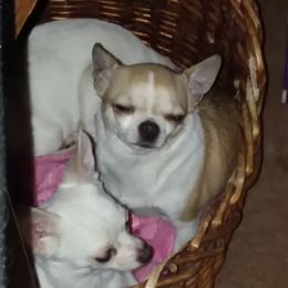 Chihuahuas from FOXFYR KENNELS