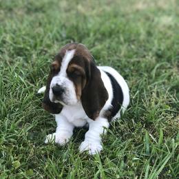 Basset Hound, Cavalier King Charles Spaniel, and Mastiff Puppies from Southern Oaks Kennel
