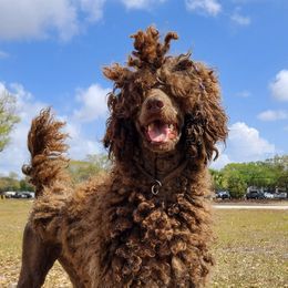 Ripley - Poodle