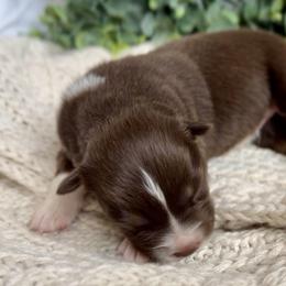 Sandy - Red tri-color female Australian Shepherd puppy in Oxford, Florida from SoCo Aussies