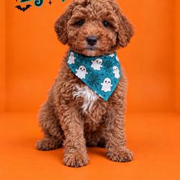 Echo - Red  male Goldendoodle puppy in Roseburg, Oregon from Dbos Furry Friends