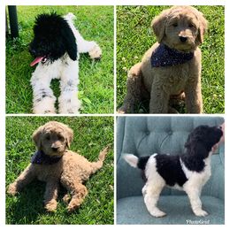 Goldendoodles from Simply Golden