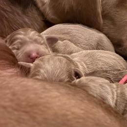 Silver girl 3 - Silver female Dilute Retriever puppy in Grants Pass, Oregon from KnR Antler Dogs