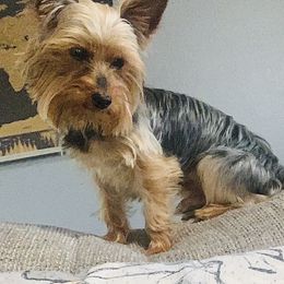 Jack - Yorkshire Terrier