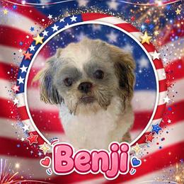 Benji - Shichon