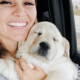 Dilute Retriever and Labrador Retriever Puppies from Hedge Lane Labradors