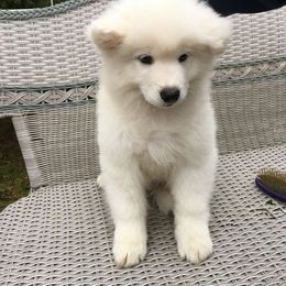 Samoyed Puppies from Chatanika Samoyeds