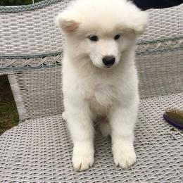 Samoyed Puppies from Chatanika Samoyeds