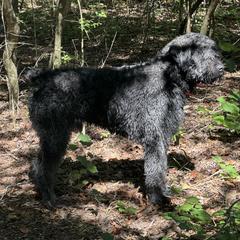 Bouvier des Flandres puppies from Seasons of Joy Farm and Ranch