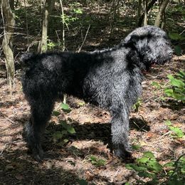 Bouvier des Flandres puppies from Seasons of Joy Farm and Ranch