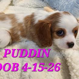AKC PUDDIN - Blenheim female Cavalier King Charles Spaniel puppy in Joplin, Missouri, Missouri from HOL-A-DA CAVALIERS
