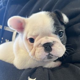 French Bulldog and Nova Scotia Duck Tolling Retriever Puppies from Folklore Den