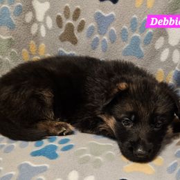 German Shepherd Puppies from Vom Schönen Hera German Shepherds