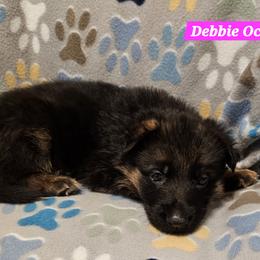 German Shepherd Puppies from Vom Schönen Hera German Shepherds