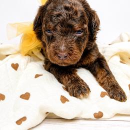 Nala - Phantom female Bernedoodle puppy in Otisville, Michigan from Danie’s Darling Doodles LLC