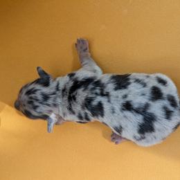 Barney - Dapple male Dachshund puppy in Barnard, Missouri from KB Doxies