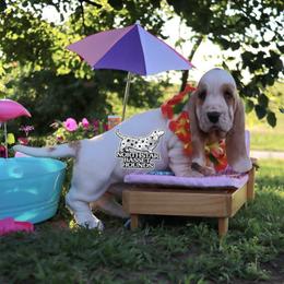 Prime - Red and white male Basset Hound puppy in Pollock, Missouri from Northstar
