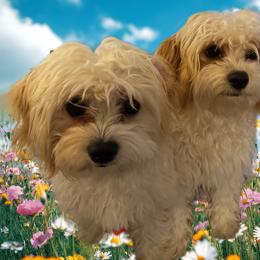 Cavachon and Poodle Puppies from My Furry Friends