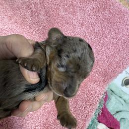 Dapple girl - Dapple female Dachshund puppy in Fayetteville, Pennsylvania from PA's Darling Doxies